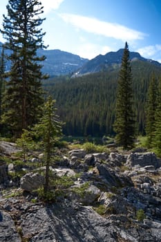 A wild coniferous forest grows through rocks in the Alberta Rocky Mountains in Canada.