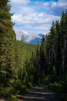 The rocky mountains of Alberta are surrounded by coniferous forests on a sunny summer day.