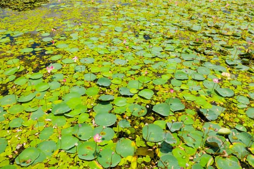 Lake with lotuses. Sri Lanka.