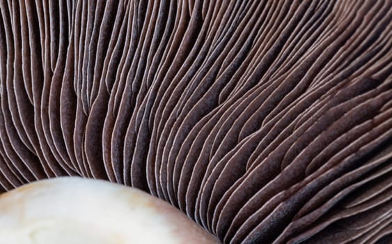 Close-up of Mushrooms Portobello top sides spores.