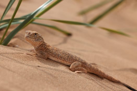 Toad-headed agama, Phrynocephalus mystaceus. Calm desert roundhead lizard on the sand in its natural environment. A living dragon of the desert Close up. incredible desert lizard