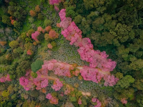 Sakura Cherry Blossom trees in the mountains of Chiang Mai Thailand at Doi Suthep