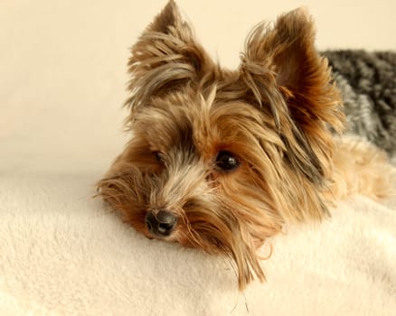 A small Yorkie dog is resting on a light blanket on the sofa