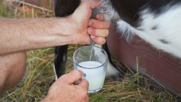 The owner milks his goat with a mug in the village.