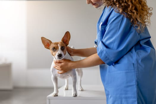 Veterinarian examining attentive dog in clinic