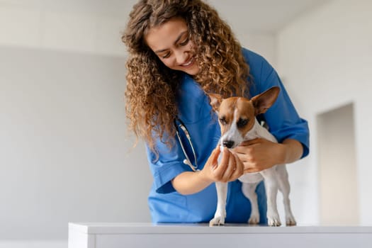 Female vet gives medication to dog during exam