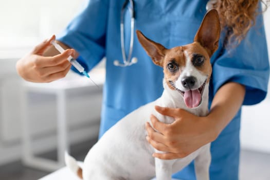 Dog gets vaccinated by female vet in a clinic