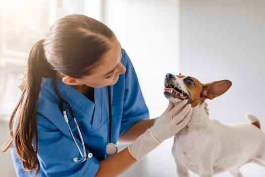 Vet examines happy dog's teeth in clinic