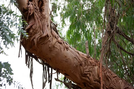 Natural background.Part of eucalyptus tree bark.