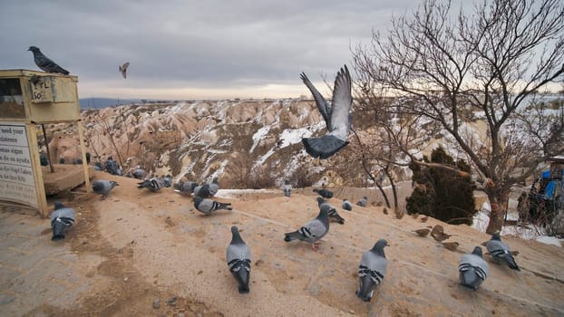 Beautiful landscape of pigeons are flying in Cappadocia pigeon valley, Uchisar, Turkey.