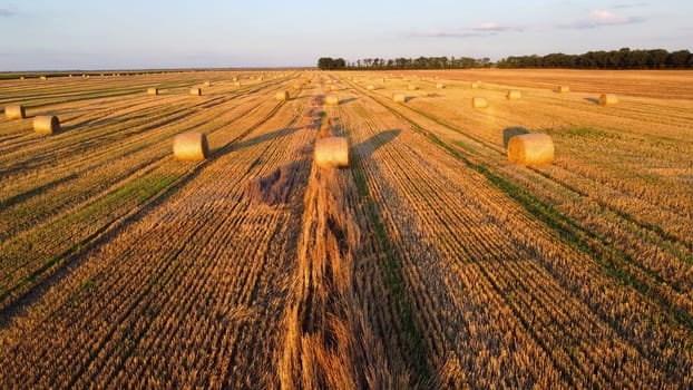 Many bales wheat straw twisted into rolls with long shadows after wheat harvest