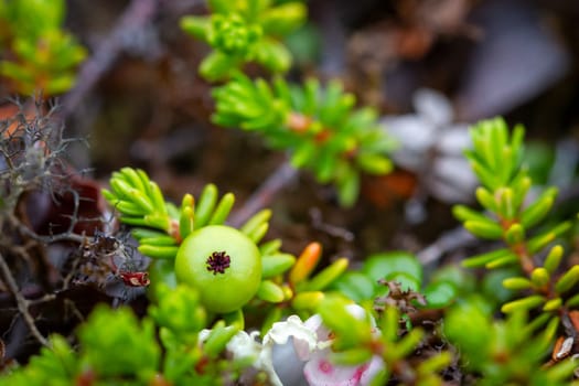 Closeup of a crowberry in its green phase found on the arctic tundra
