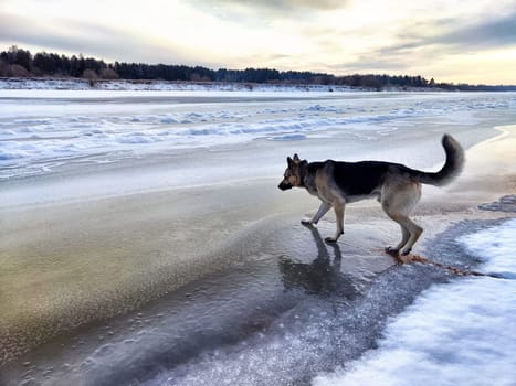 A shepherd dog on the melting ice of a river or lake in spring or autumn. Dangerous access to the ice of an animal on a winter day with warming and melting snow