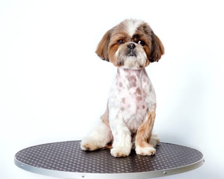A shih tzu dog on a grooming table in close-up