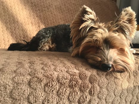 A small Yorkie dog is sleeping on a brown blanket