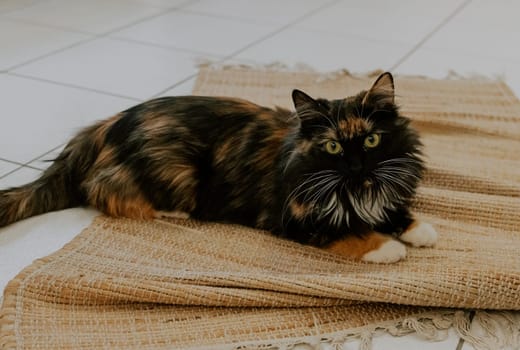 Portrait of a beautiful tricolor purebred cat.