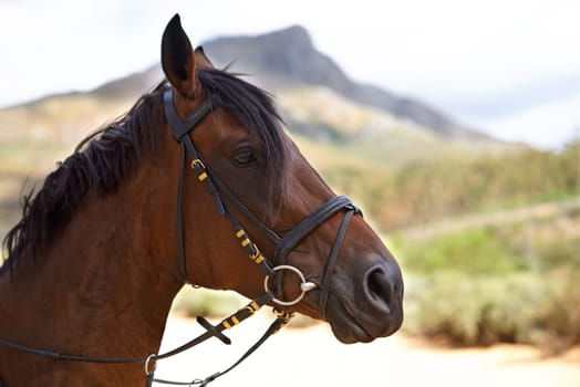 Profile, outdoor or horse in countryside, farm or nature for adventure, wellness or farming. Mountain, environment or head of domestic pet stallion or animal for equestrian racing in park to relax