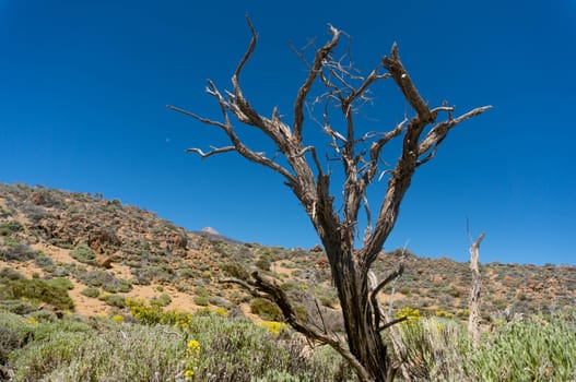 Dead tree with naked branches on blue sky background in a desert