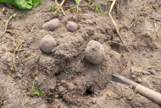 Digging potato with a shovel in garden