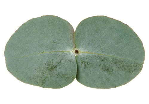Green eucalyptus leaf on isolated background, top view