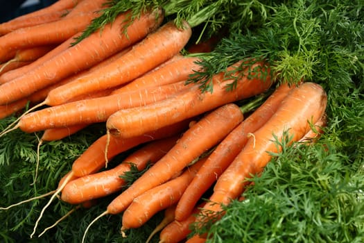 Close up bunches of fresh new carrot crop