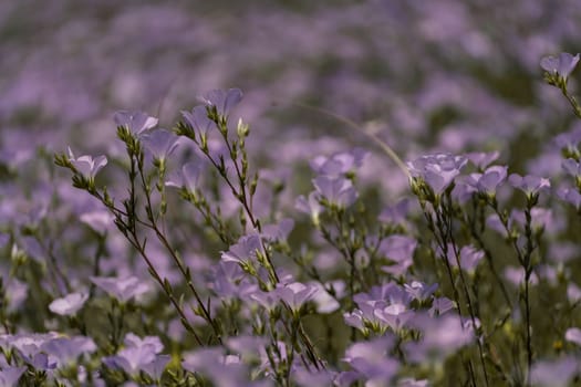 linen field linum usitatissimum. Flax flowers swaying in the wind. Slow motion video