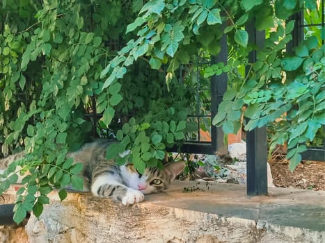 beautiful homeless cat with white paws lies on stone fence in shade of green bush. soft focus