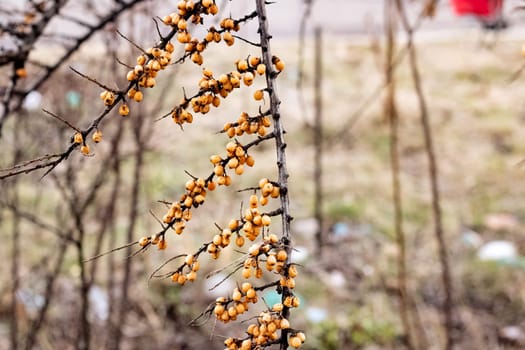 Orange buckthorn berries on a bare branch