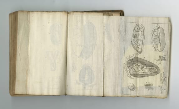 Medical, drawing and book of anatomy on paper in antique, vintage or old science textbook with knowledge. Archive, illustration and diagram on parchment with information and study of heart or organ