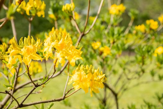 Blooming bush of yellow rhododendron in the botanical garden. Garden with Azalea. Grandiflorum bush on a bright spring day