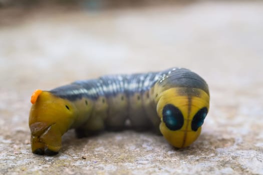 Oleander hawk moth caterpillar Daphnis nerii from European forests and woodlands.