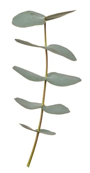 Eucalyptus branch with green leaves on isolated background