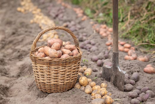 Harvest of potato on private garden