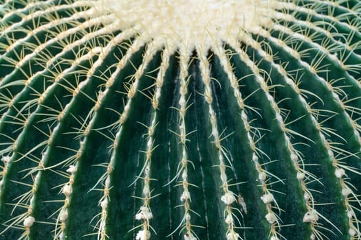 thorn cactus texture background, close up. Golden barrel cactus, golden ball or mother-in-law's cushion Echinocactus grusonii is a species of barrel cactus which is endemic to east-central Mexico