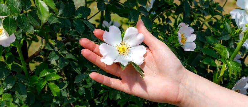The hand of a young woman gently touches a branch with white flowers. The concept of spring, fragrances of perfume, and tenderness. 