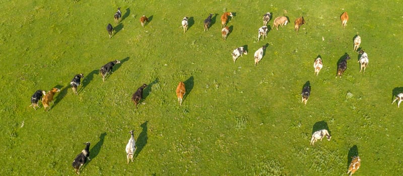 Aerial drone view of free grazing cows on a natural pastureland. Dairy farm. Growing livestock. Cattle breeding.