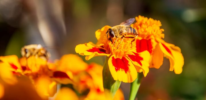 bee collect the honey from a colorful Marigold flower. Panoramic view
