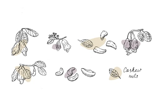 Cashew nuts with simple shapes hand drawn