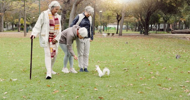 Park, senior friends and feed squirrel, bonding and having fun outdoor. Group of elderly women, animal and nature, play on holiday and vacation, relax and enjoy quality time for retirement in winter