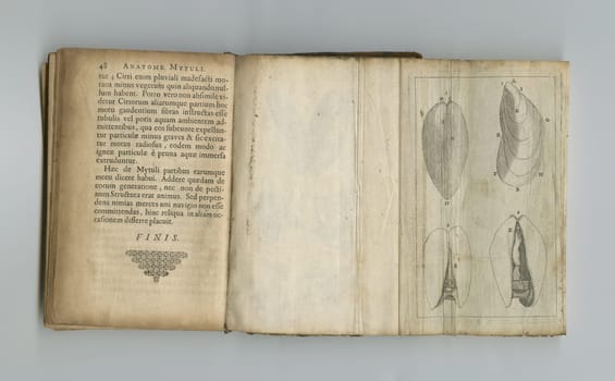 Medical, anatomy and drawing in book on paper in antique, vintage or old science textbook with knowledge. Archive, illustration and diagram on parchment with notes, information and study of organ