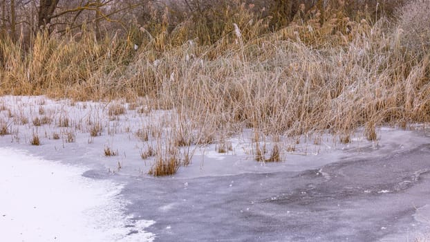 Reeds by a picturesque frozen stream in winter