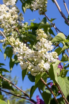 White lilac flowers among green leaves closeup