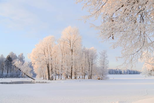 Winter snowy park landscape . the screensaver is winter . a snowy picture . cover photo