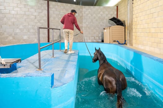 Veterinary holding a horse with rope receiving aqua therapy for an injure
