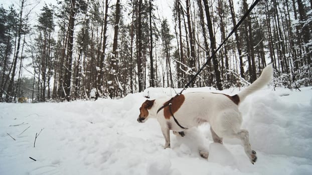 A girl and her Jack Russell Terrier dog are walking in the woods.