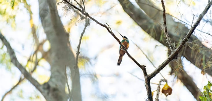 Colorful Bird Perched Serenely Among Sun-Dappled Branches