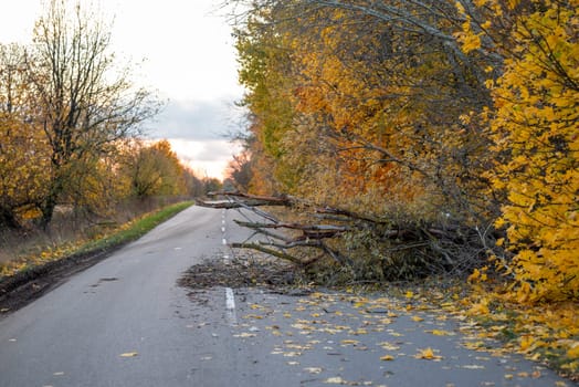 Fallen tree on the asphalt road in countryside