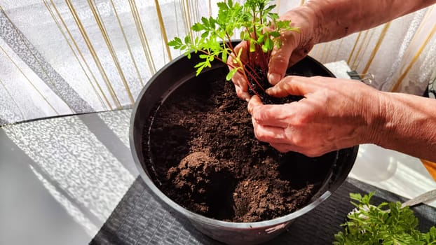 Planting marigold flowers in pot. Reproduction of plants in spring. Young flower shoots and greenery for garden. The hands of an elderly woman, a bucket of earth and green bushes and twigs with leaves