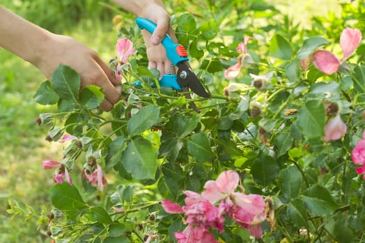 Womans hands with secateurs cutting off wilted flowers on rose bush