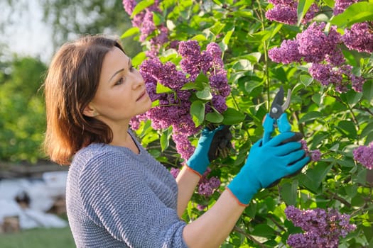 Female gardener in gloves with secateurs cutting lilac branches